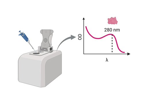 Protein content determination.