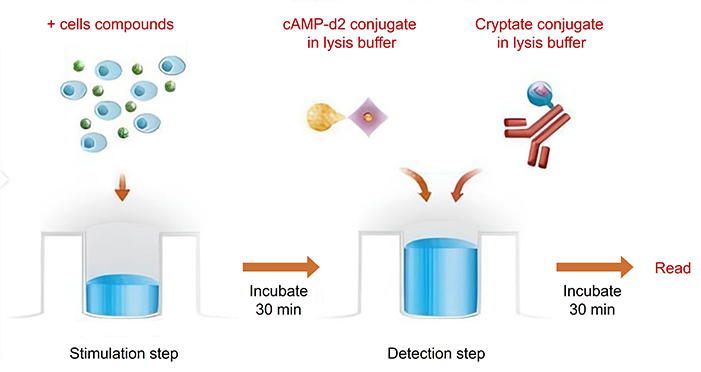 Principle of cAMP accumulation assay showing cAMP detection