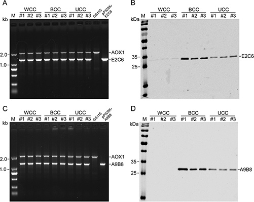 Codon pair optimization (CPO) for protein expression in Pichia pastoris.