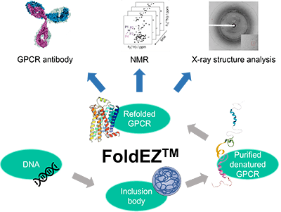 Custom membrane protein production on FoldEZ™ platform at Creative BioMart