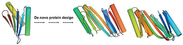 De novo protein design (adapted from Huang et al., 2016)