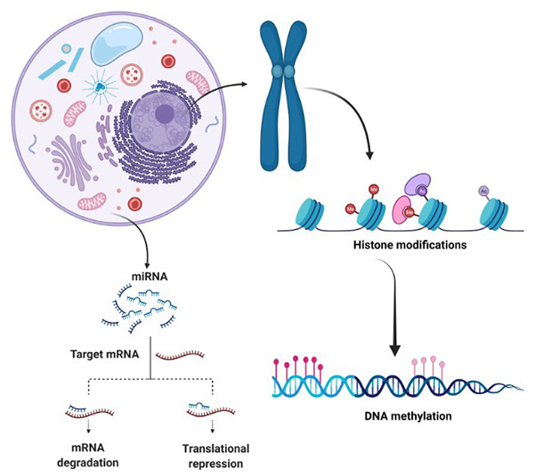 Main epigenetic mechanisms: DNA methylation, histone modification, and non-coding RNA regulation.
