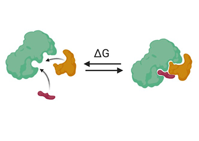 Biochemical protein-protein interaction assay development.