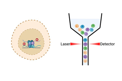 Cellular assay development.