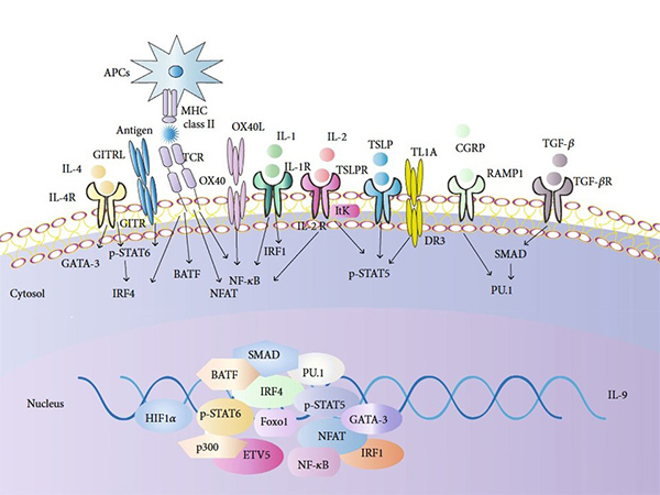 Cytokines Signal Transduction