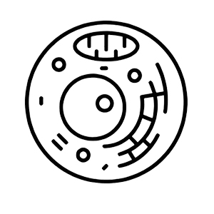 Epidermal Growth Factor