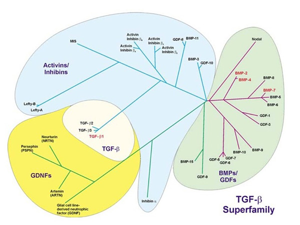 The members of the TGF-β superfamily: activins/inhibins; TGF-β; GDNFs. BMPs/GDFs.