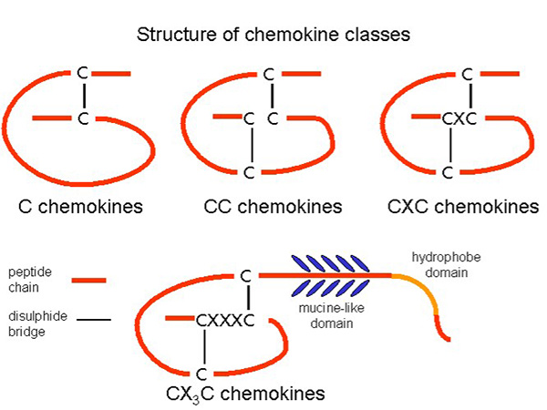 The four chemokine subfamilies: C chemokines, CC chemokines, CXC chemokines, and CX3C chemokines.