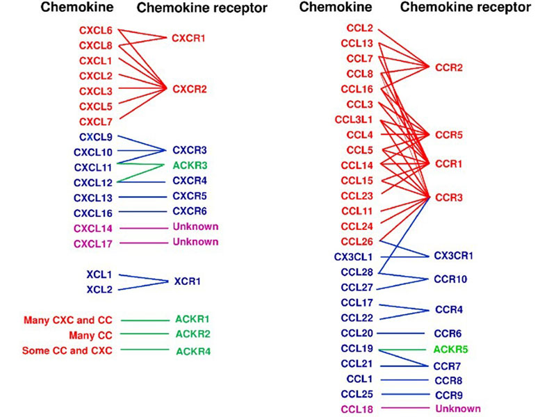 Chemokines and diseases: inflammation, infection, cancer, and more.