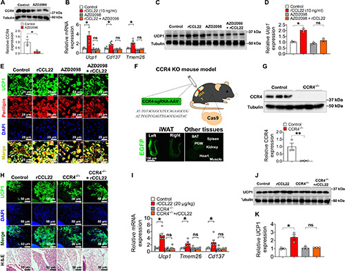 Research images demonstrated that CCR4 is required for CCL22-induced iWAT beiging upon cold exposure.