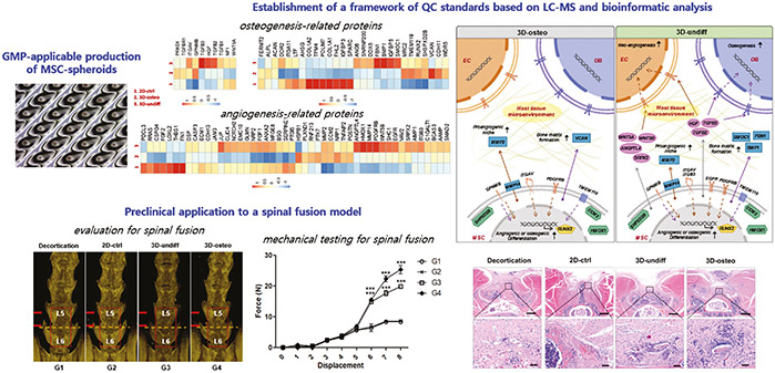 Graphic abstract of preclinical study of 3D-cultured MSCs for spinal fusion.