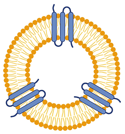 Creative BioMart offers a lipid-based protein immobilization service using LiPi™ technology