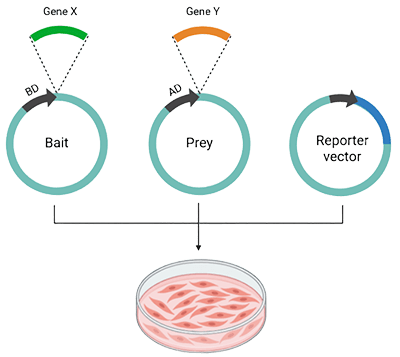 Membrane-based yeast two-hybrid system