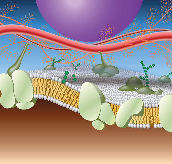 Fibers of extracellular matrix.
