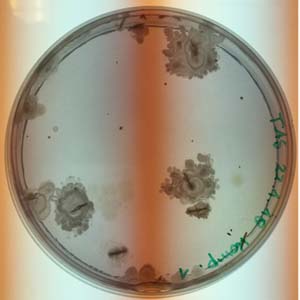 Thermophilicaerobicbacterialspores