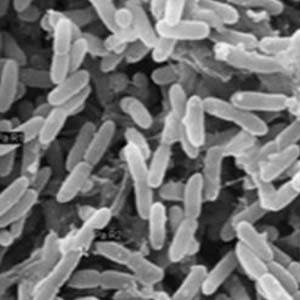 Psychrotrophicmicroorganisms