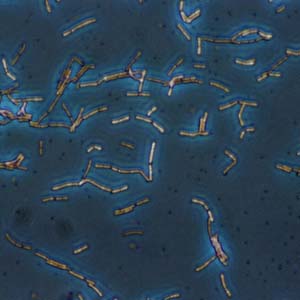 Lactobacillusacidophilus