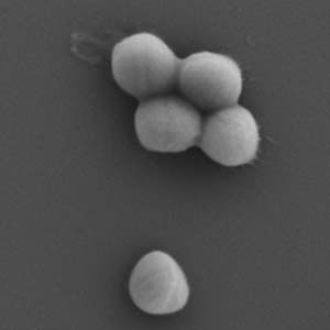 Staphylococcushaemolyticus