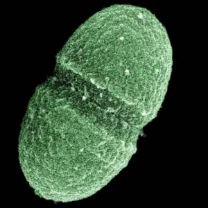 FecalStreptococcus