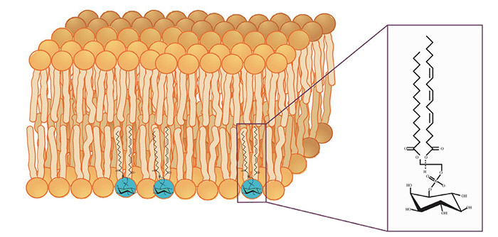Oxidative stress assay service procedure.