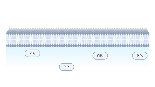 In-Cell Accumulation Assay