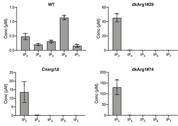 Validation of a flow cytometric assay to detect intraerythrocytic reactive oxygen species in horses.