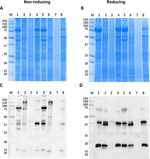 Fig. 5. SDS-PAGE and immunoblots with crustacean-allergic patients’ sera were tested under
                        both non-reducing and reducing conditions for proteins from four insect species. (Carriço-Sá B,
                        <em>et al.</em>
                        Food Chem. 2024