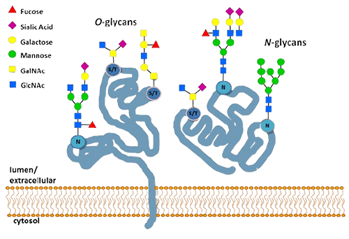 Protein glycosylation labeling services