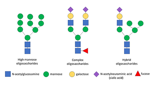 Schematic of N-glycan structures, Gisina et al. 2024