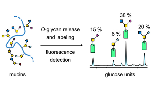 Labeling mucin-type O-glycans for quantification with LC and fluorescence, Safferthal et al. 2024