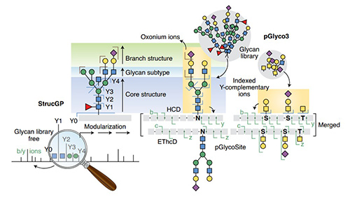 Mass spectrometry fragment ions identifying a glycopeptide, Khoo et al. 2024