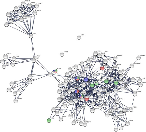 Protein–protein interaction (PPI) network visualization