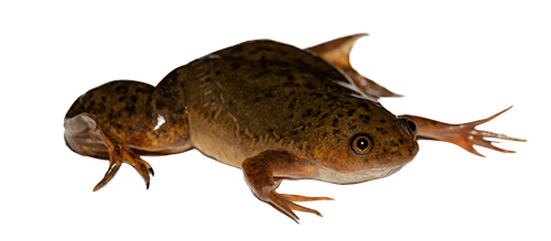 Our protein network construction service supports species including African clawed frog (Xenopus laevis)