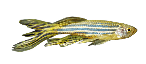 Our protein network construction service supports species including zebrafish