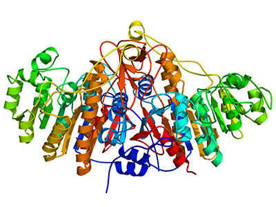 Dimeric structure of bacterial alkaline phosphatase, PDB 1alk