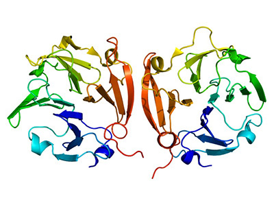 3D structure of MMP9 protein, PDB 1itv