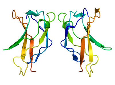 3D structure of RELA protein, PDB 1bft