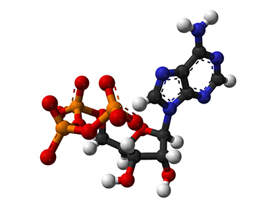 Ball-and-stick molecular model of ATP