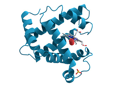 3D structure of myoglobin protein