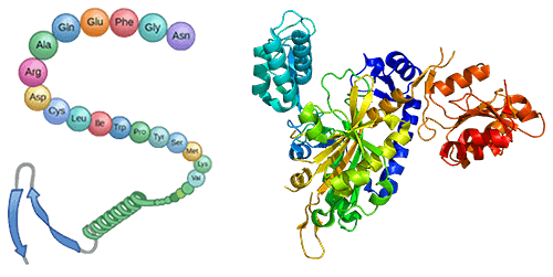 Protein sequence analysis and functional prediction