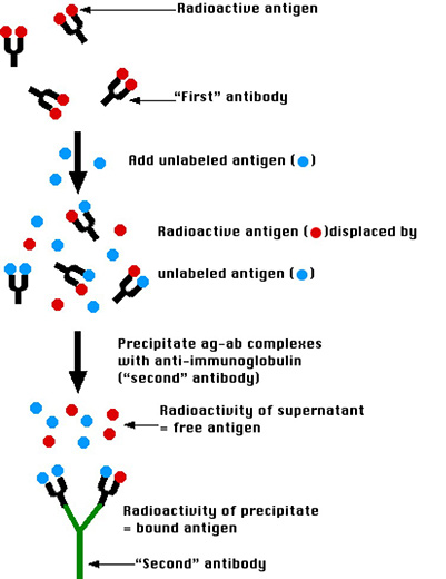 Principle of radioimmunoassay.