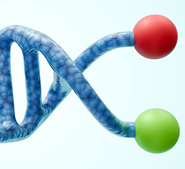 Fluorescent-labeled  Proteins