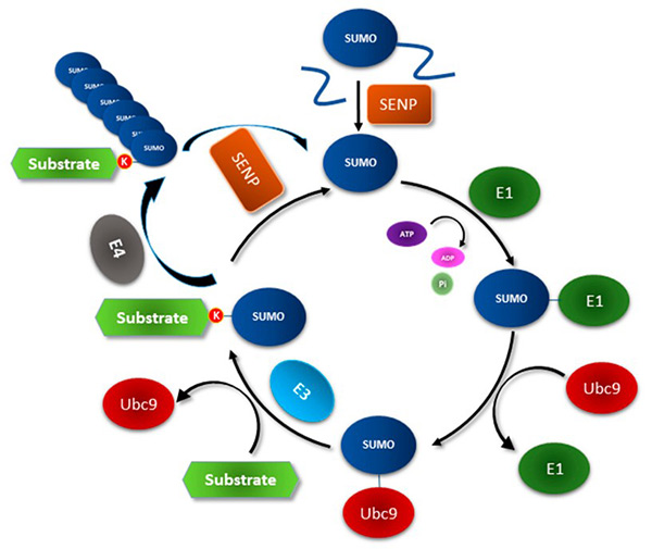 Catalytic cycle of SUMOylation