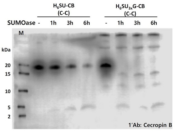 SUMO-tag fusion expression of antimicrobial peptide cecropin B in E. coli with and without glycine linker, and bacteriolytic activity evaluation