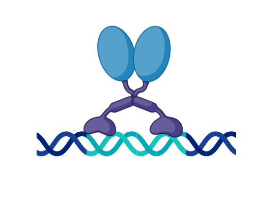 DNA-binding ELISA.