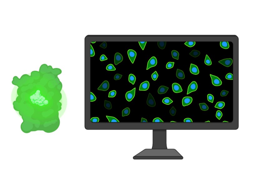 Luciferase reporter assay.