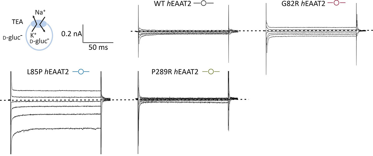 Epileptic encephalopathy (EE)–associated mutations impair human excitatory amino acid transporter 2 (hEAAT2) -mediated l-glutamate transport.