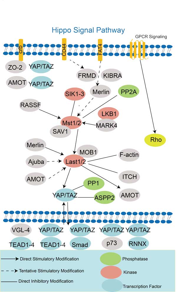 Hippo Signal Pathway