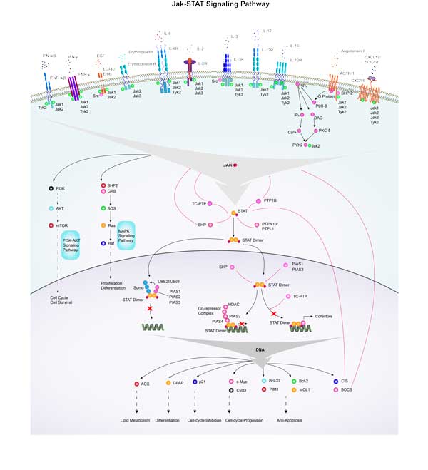 JAK-STAT Signal Pathway