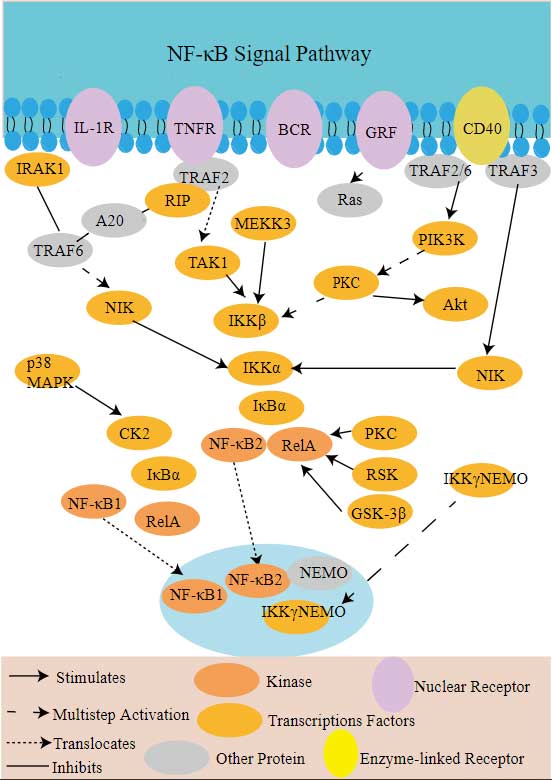 NF-κB Signal Pathway